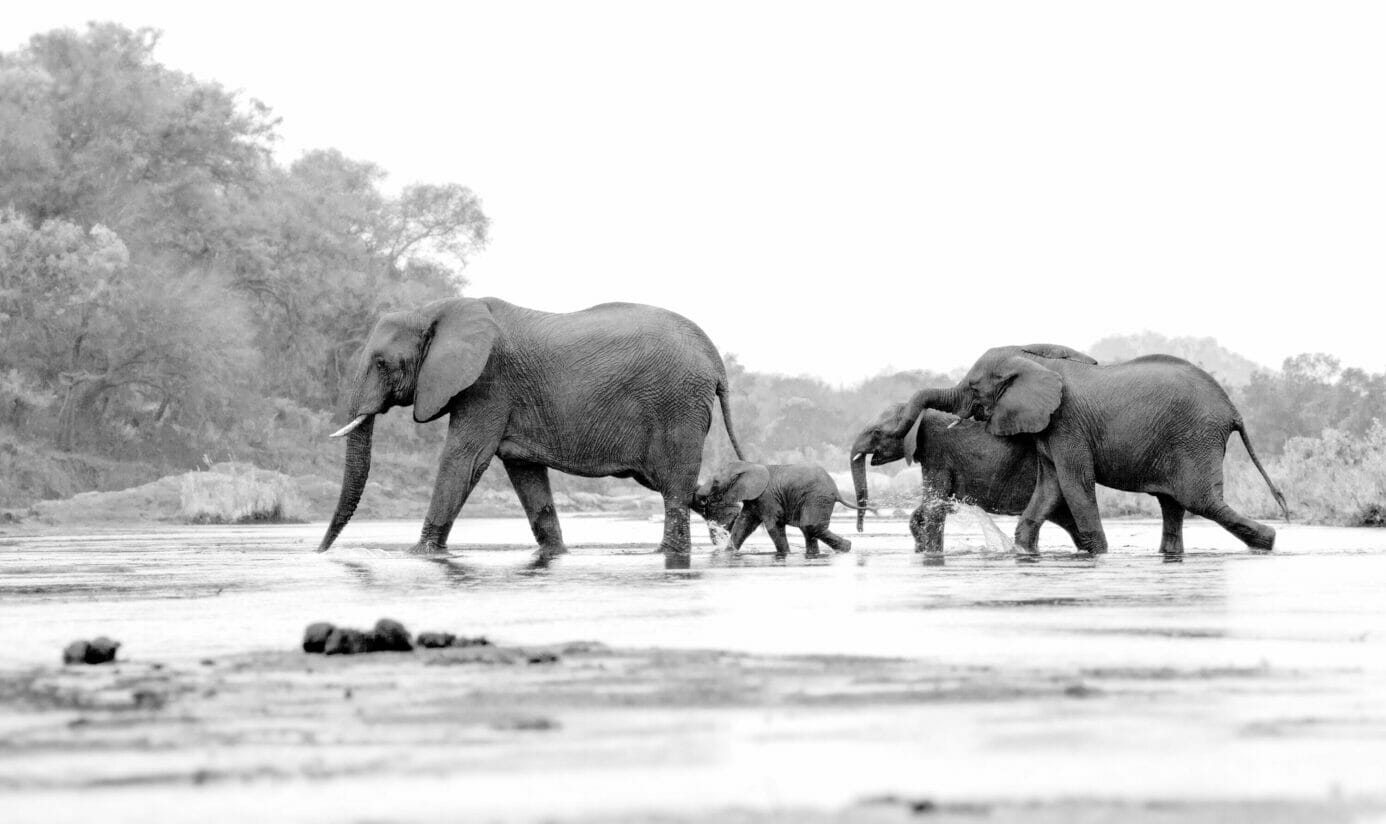 Four elephants of various sizes crossing a river from right to left at Londolozi Game Reserve while on safari in Africa